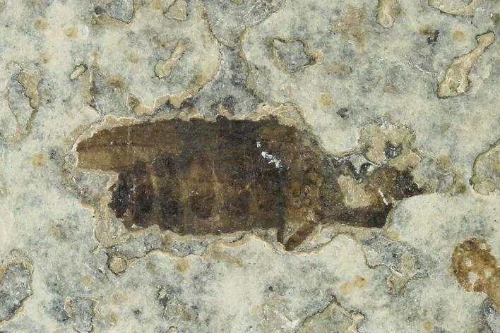 Bargain, Fossil March Fly (Plecia) - Green River Formation #135887
